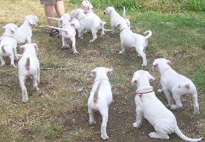 Des gardiennes des borderies - DEPART DES BEBES DOGOS