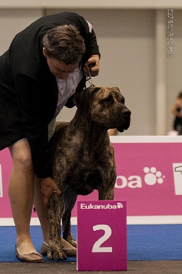 Des gardiennes des borderies - PHOTOS DE L'EURODOG SHOW A GENEVE ET DE LA NE CAMILA A NEVERS