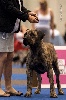  - EURO DOG SHOW GENEVE 2013