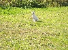  - PHOTOS DE FLORIA à l'entrainement d'AGILITY et dans SA PROPRIETE