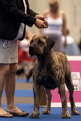 Des gardiennes des borderies - EURO DOG SHOW GENEVE 2013