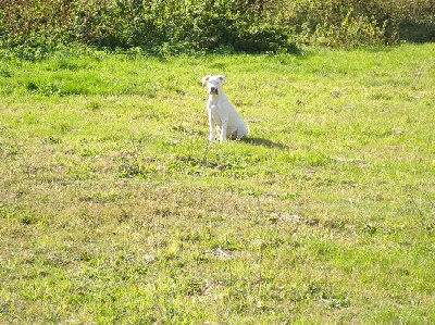 Des gardiennes des borderies - PHOTOS DE FLORIA à l'entrainement d'AGILITY et dans SA PROPRIETE