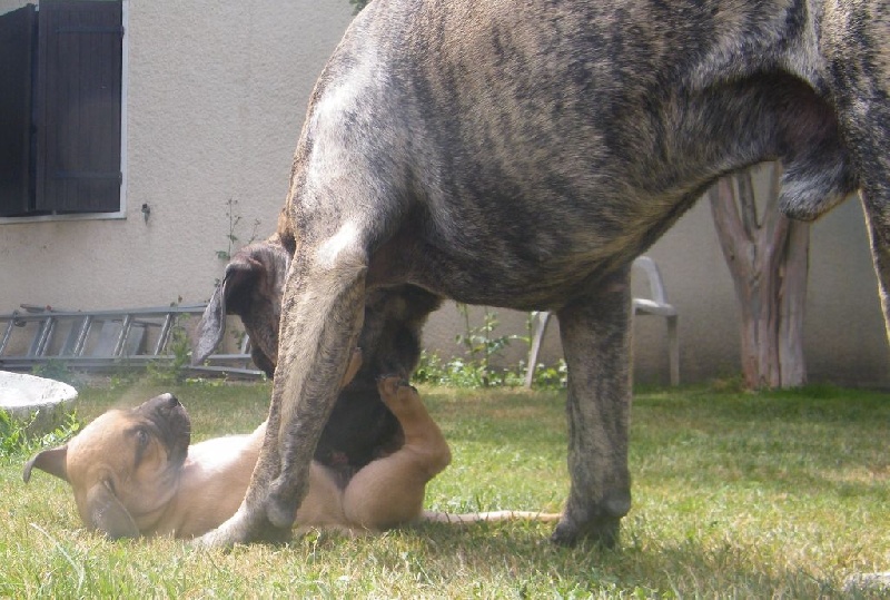 Macho Des gardiennes des borderies