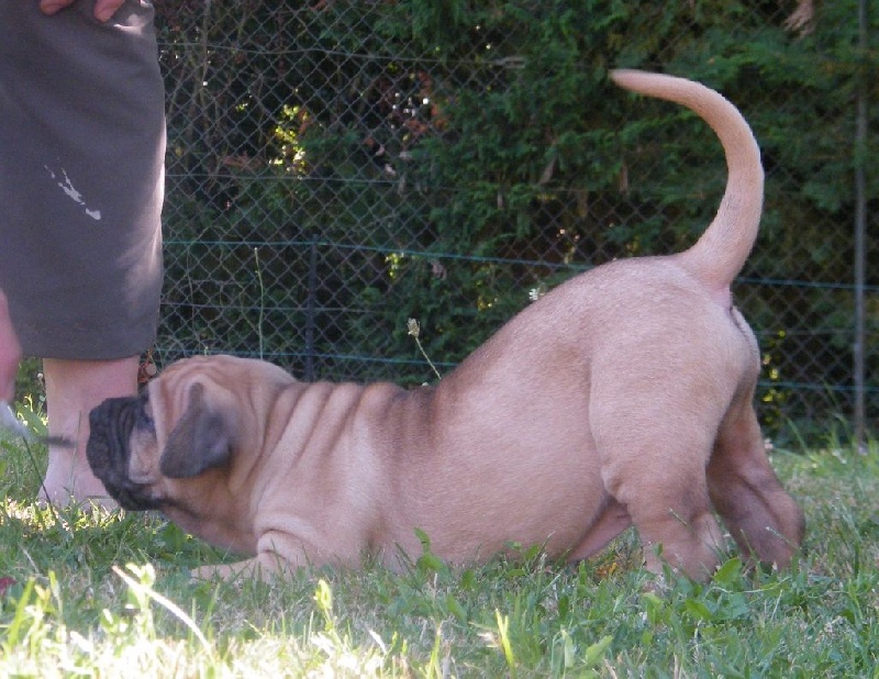 Macho Des gardiennes des borderies