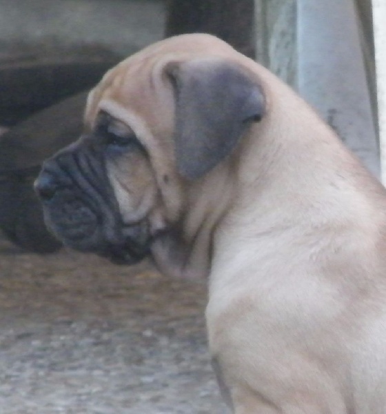 Macho Des gardiennes des borderies