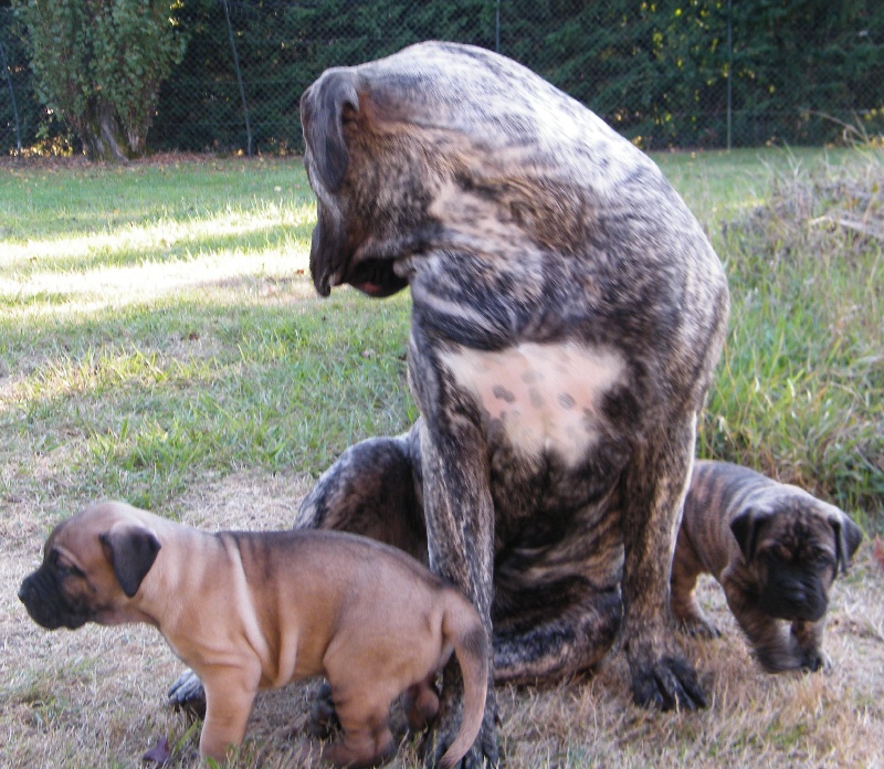 CHIOTS DE DIAM' X DEALER  DANS LE JARDIN